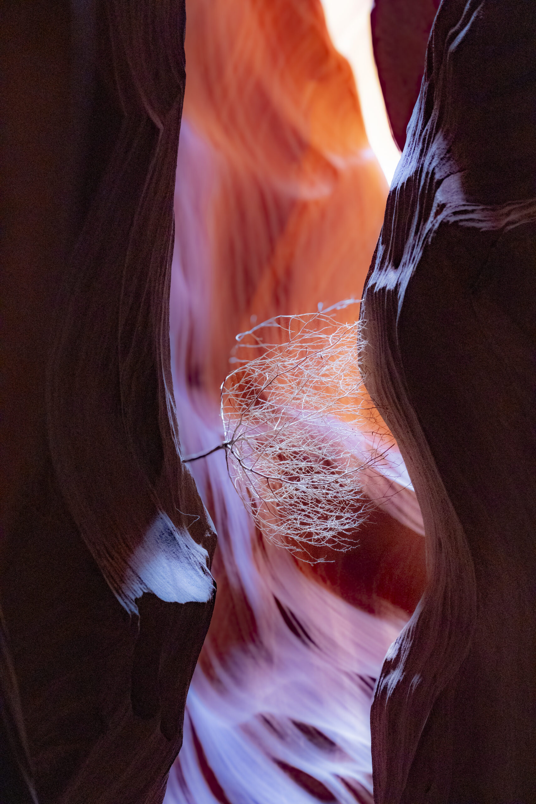 Do You See Me, America? — a tumbleweed wedged in a slot canyon